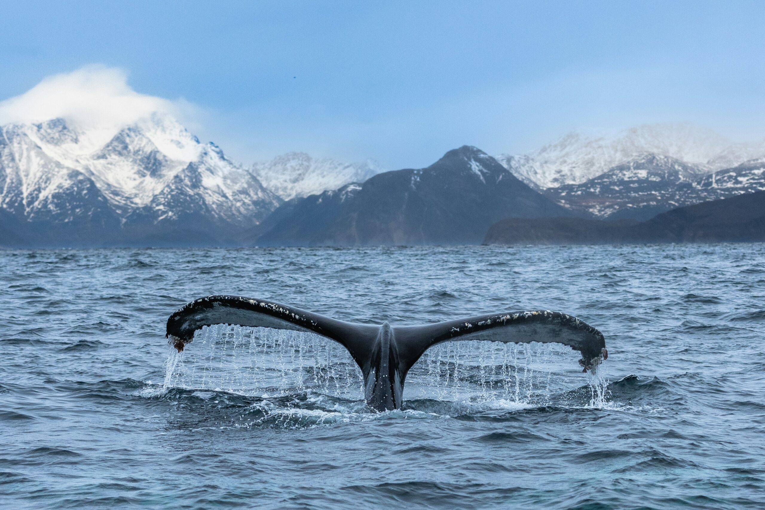 Humpback whale tail near an Alaska cruise ship