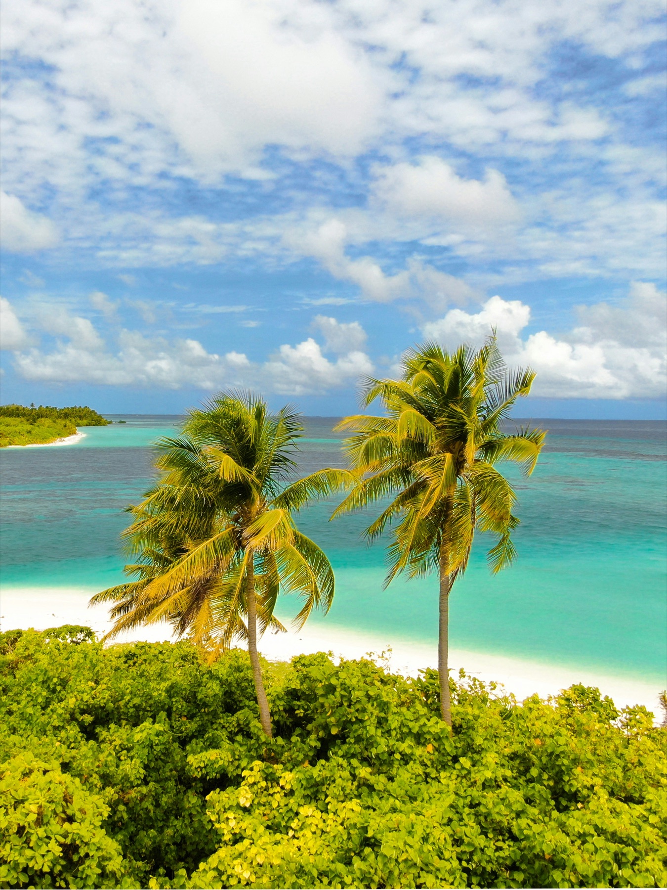 Palm trees on a tropical beach with turquoise water